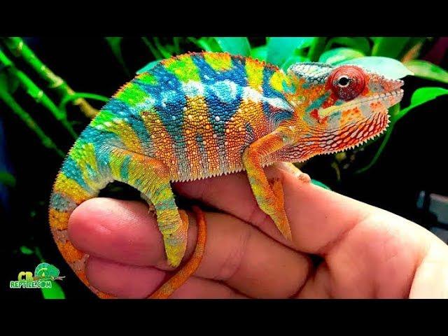 How_Does_Chameleon_Change_Colour___Hindi