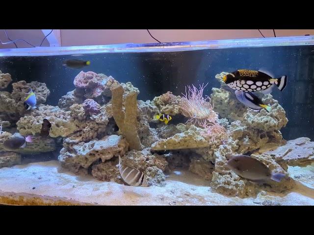 clown trigger fish only tank