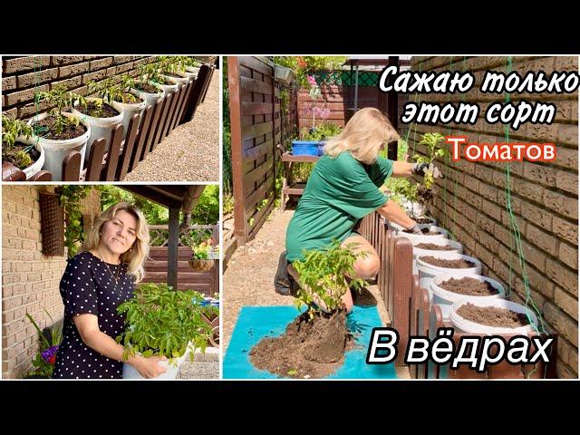 Сажаю Томаты в Вёдрах / Мой способ / Навожу порядок на Даче / какой Сорт Клубники