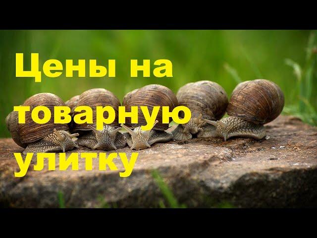 Цены на товарную улитку | Royal Snail | Xellix Aspersa Muller | Бизнес в селе | улитки |