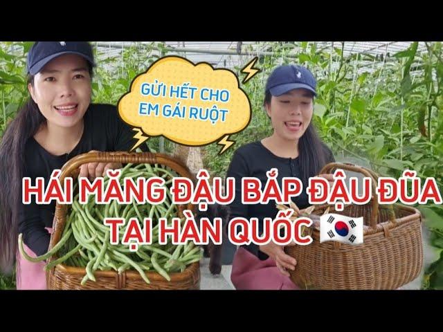 215 HÁI MĂNG CUỐI MÙA THU HOẠCH ĐẬU BẮP  ĐẬU ĐŨA TẠI HÀN QUỐC.