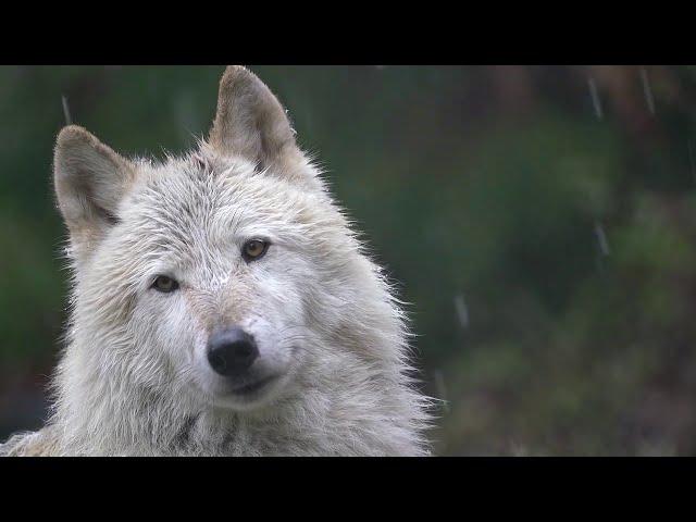 Your Moment of Calm with a Wolf