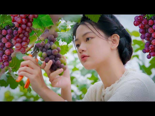Harvesting Grape, Making Grape Syrup, Homemade Grape Pie Using Self-built Oven | Lam Anh Countryside