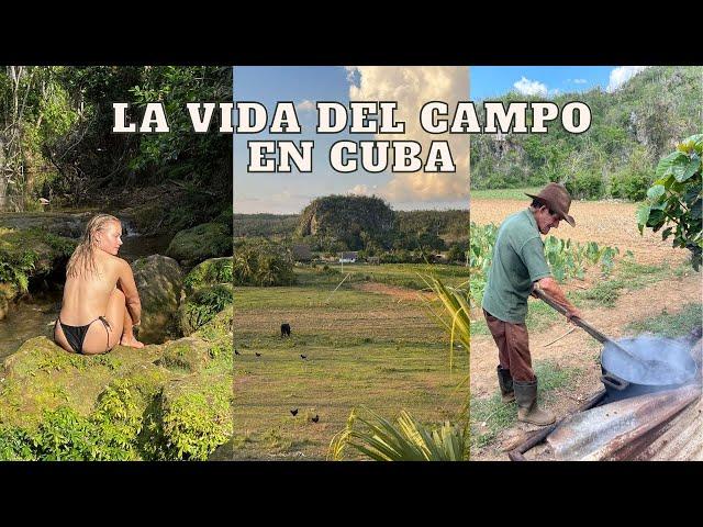 Conociendo la realidad de la vida de los campesinos en Cuba (tabaco) en el Valle de Viñales