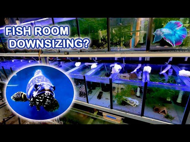 Is My Fish Room Working Too Well?
