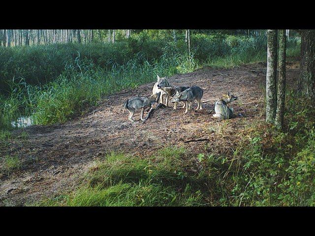 The summer life of a Wolf Pack: from den to hunt [Captions]