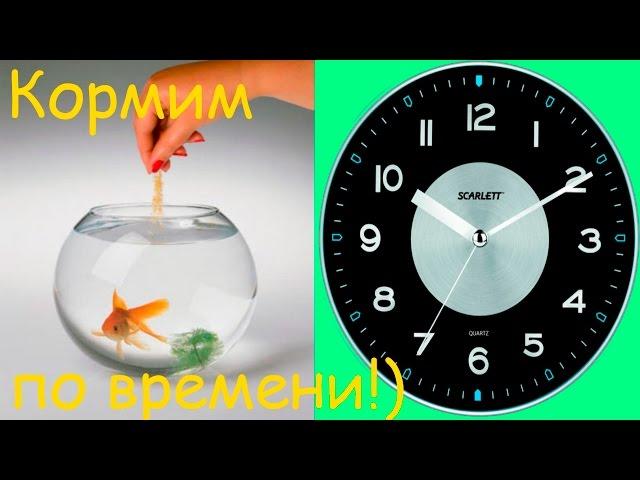Аквариумные рыбки! Кормление рыбок по времени! [#Аквариумные рыбки]