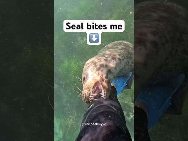 Surviving a seal attack #seal
