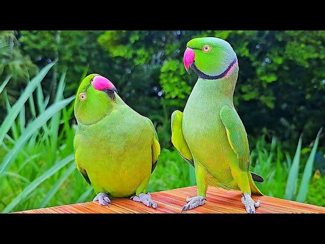 Indian Ringneck Parrot Compilation