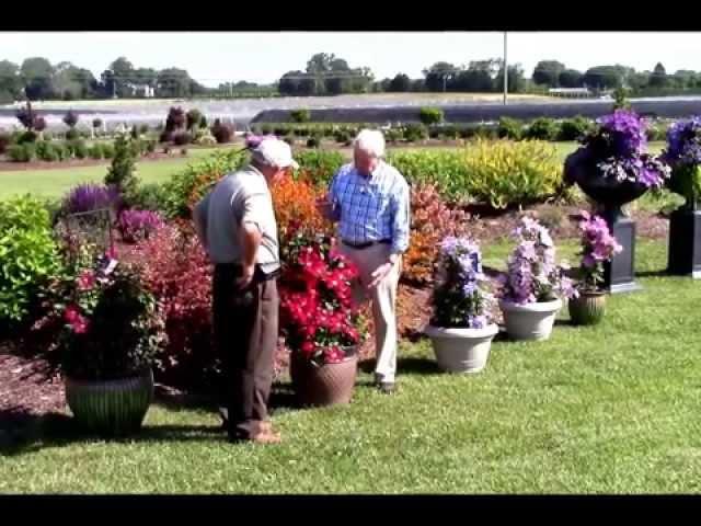 Growing clematis in pots and containers, Raymond Evison® Clematis by Overdevest Nurseries