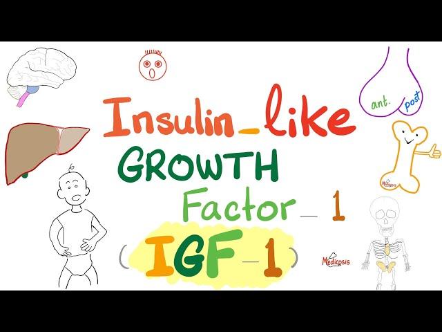 Insulin-like growth factor (IGF-1) - Somatomedin C - GH- Dwarfism, Gigantism, Acromegaly - Endocrine