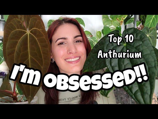 Top 10 Anthurium I'm Excited About!!  dark boys, long boys & all the potential babies for 2025! ️