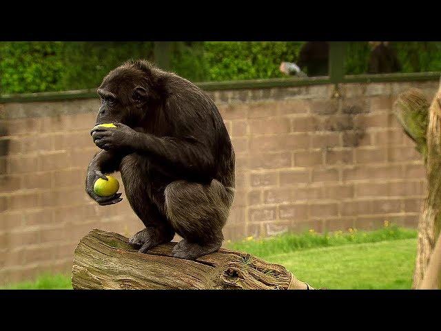 Chimp Learns to Trade | Extraordinary Animals | BBC Earth