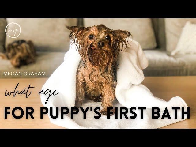 What Age For Puppy's First Bath? | Yorkie 101