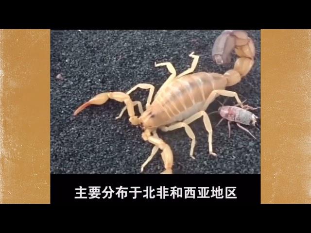 世界上最毒的五大蝎子排名