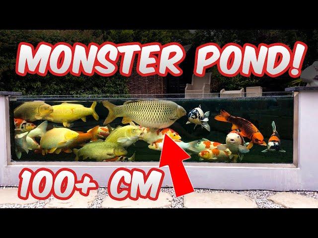 INSANE backyard Koi fish pond! 41.000 Liters