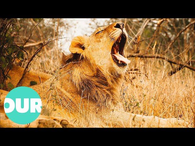 The Lazy Lion That Refuses To Hunt | Lion Country Ep5 | Our World