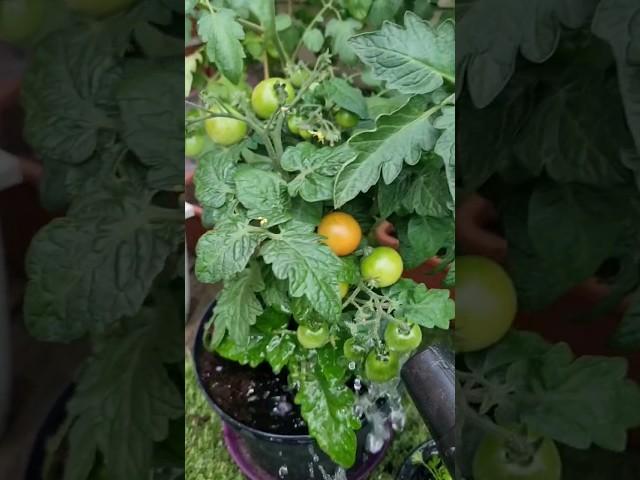 Dilig Time sa ating Veggies️ #filipina #farmer #belgium #weather #tomato #chili #eggplant #zucchini