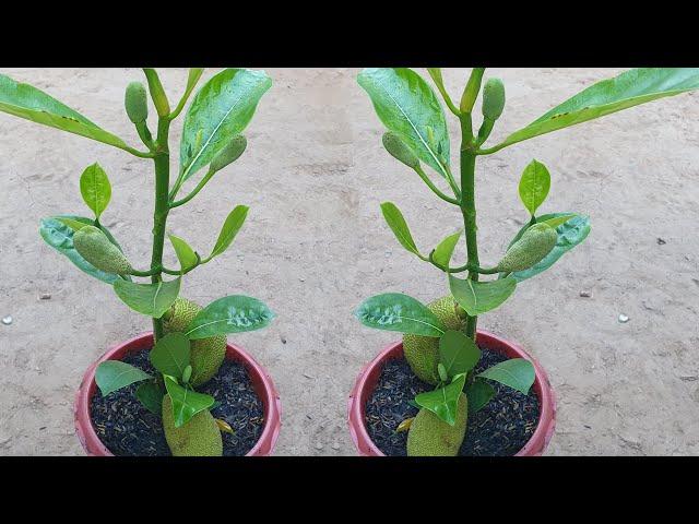 Bud Crafting Jackfruit Tree With Aloe Vera Growing Fast Not Everyone Know