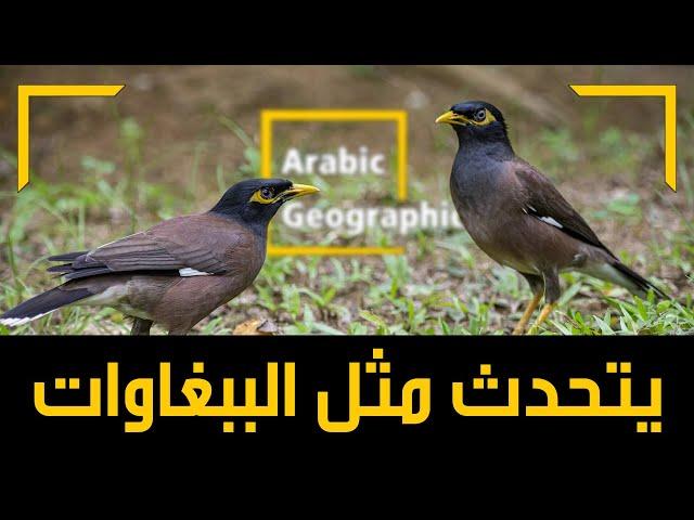 طائر المينا وكيف يقلد الأصوات ببراعة Myna | الحيوانات والحياة البرية