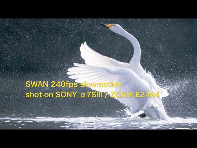 SWAN 240fps slow motion | shot on SONY α7SIII and ZCAM E2-M4