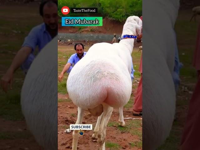 Eid Mubarak  #shorts | Bakra Eid Mubarak Status