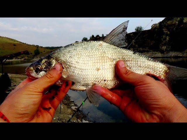 ХОРОШАЯ РЫБАЛКА. Ловля рыбы в красивом месте. Река Днестр / GOOD FISHING [Дневник Брюса]