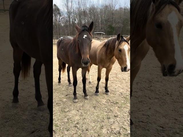 Hanging With The Baby Horses