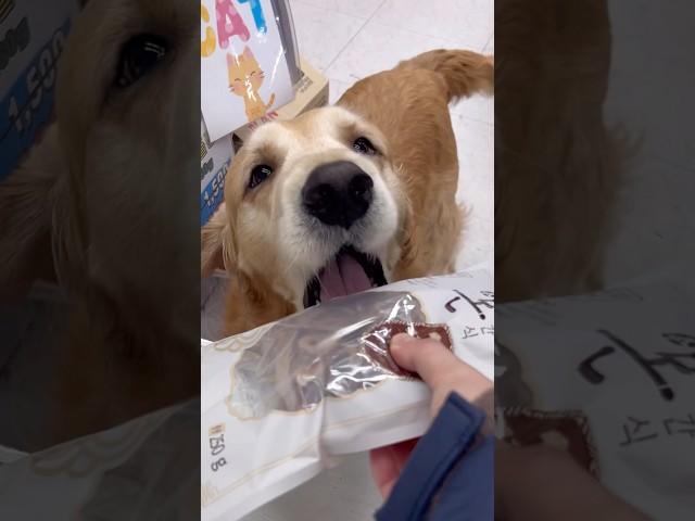 행복한 간식 쇼핑 럭키야 사장님이 서비스 주신대 좋겠다 8년 단골이다개 그건 너무 무거워 이거 들고 가 퉷 좋다개 기분 좋아 꼬리 살랑 맛있겠다개 빨리 가자개