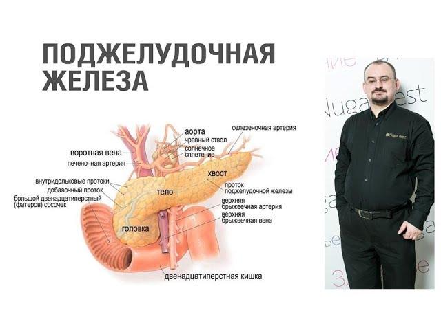 Поджелудочная железа - её строение и функция