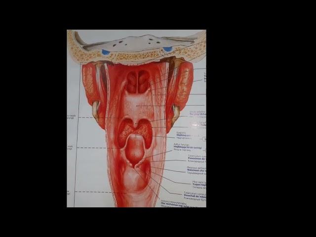 Halqum anatomiyasi.#ischanov #halqum #Lor #tibbiyot #anatomiya #fiziologiya #tiktok