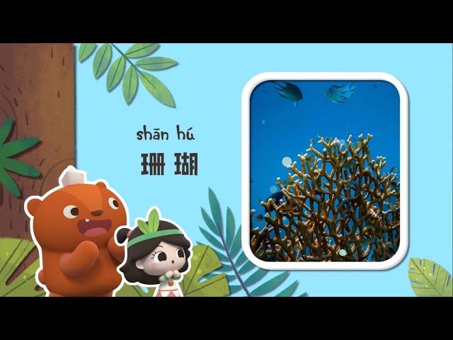 幼儿科普丨认识动物 |珊瑚是动物还是植物？| Preschool Learning Cartoons |basic science concepts for kids