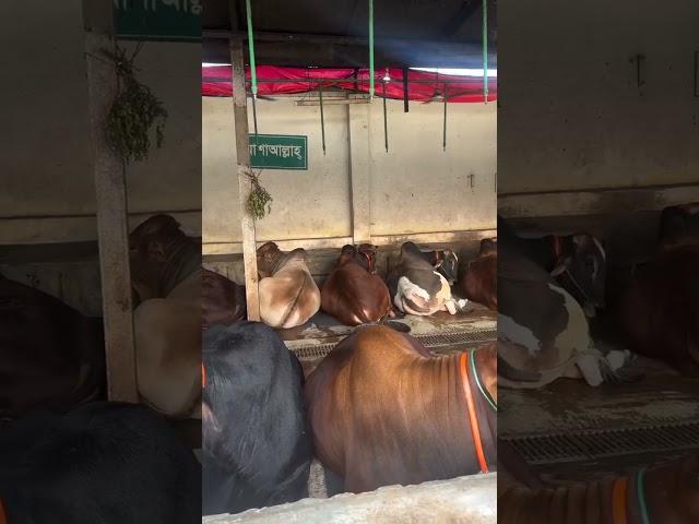 It's rare to see cows on such a beautiful farm, all sitting together and resting #cattlefarming