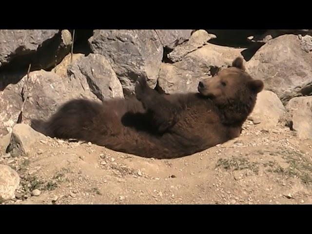 Braunbär chillt im Tierpark Haag