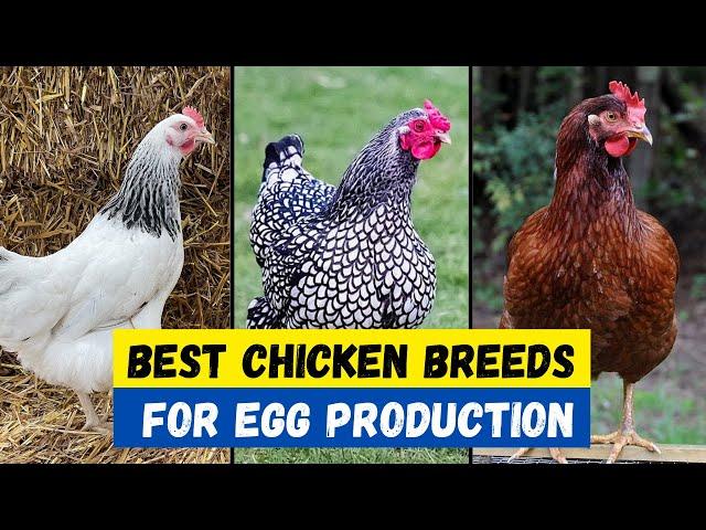 Top 10 Chicken Breeds For Egg Production | Best Chicken Breeds For egg