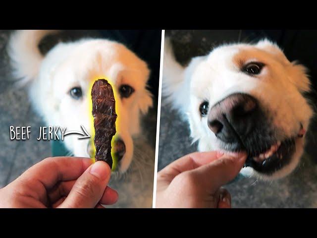 EASY HOMEMADE DOG TREAT RECIPES! (Super Cooper Sunday #246)