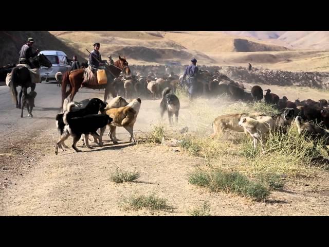 A dogfight between Tajik shepherd dogs from two different flocks