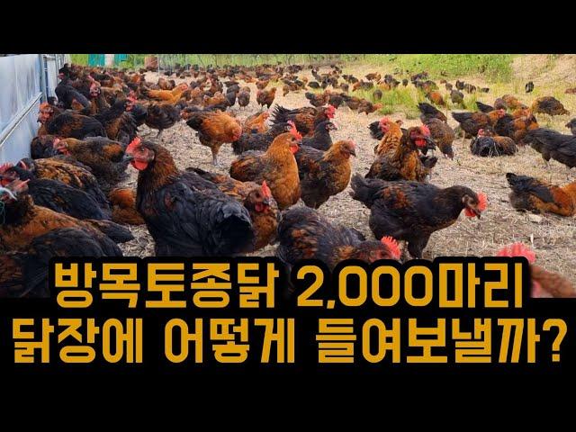 방목중인 토종닭들 닭장에 넣는 방법은?