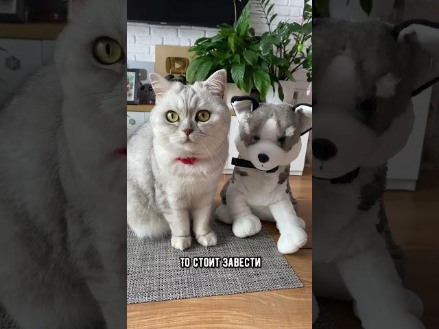 Породы собак, которые ладят с кошками #кот #собака #кошка