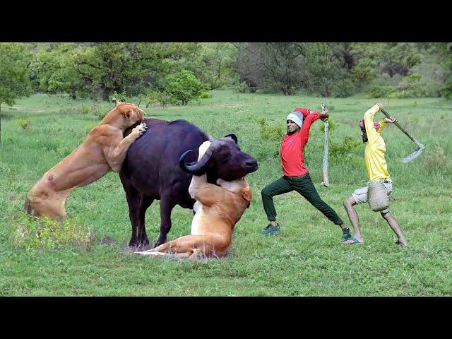 Lion attack buffalo in African forest | lion attack animal | lion attack video stories part 8