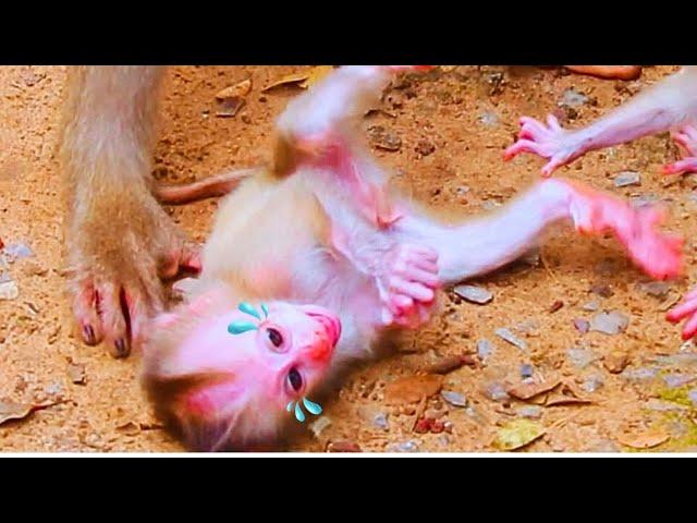 Tiny baby hungry milk/ Cute baby monkey l Lovely baby monkey video l beautiful baby monkey