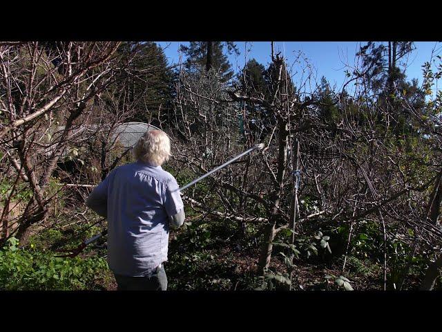 Pruning Deciduous Fruit Trees: Open Center and Central Leader Forms with Orin Martin