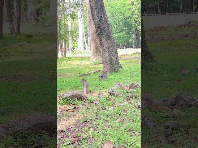 #monkey #wildlife #explore #shortsfeed #shortvideo #shrot