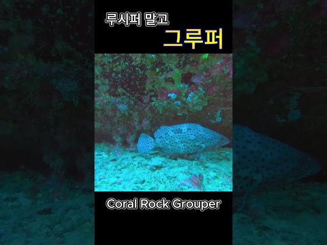 필리핀에서 만난 그루퍼( Coral Rock Grouper )  #grouperfish #grouper #grouperfishing #fish #물생활 #그루퍼#자바리