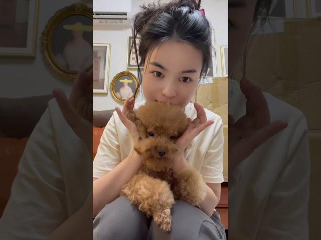 在小小的花园里挖呀挖呀挖#cute #poddle #dog