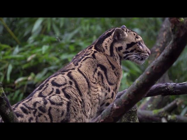 WildCRU camera trap dataset identifies conservation priorities for clouded leopards