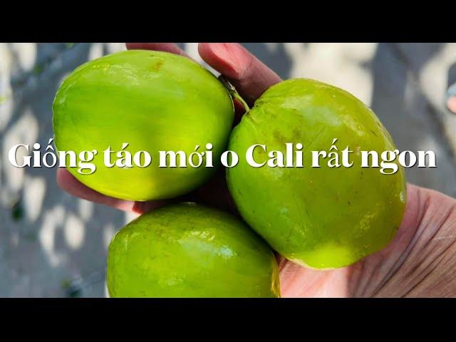 Vườn  Nga 714-797-0539 co giong tao moi rat ngon,mang cầu  Campuchia  chịu lanh tốt,co ôi. V…V…