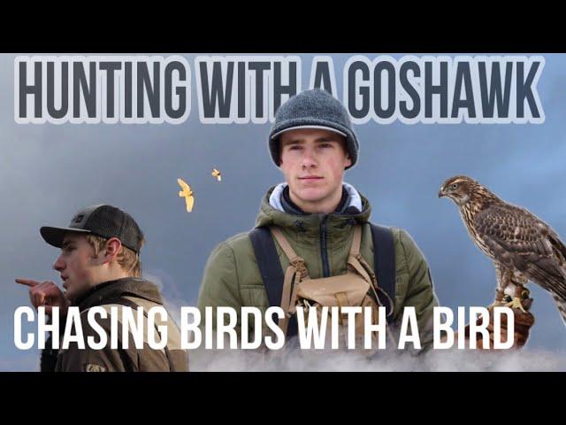 HUNTING AND KILLING DUCKS WITH A GOSHAWK.