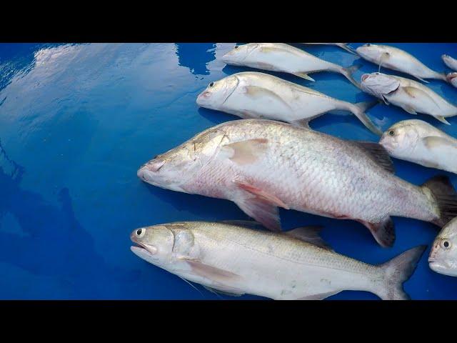 MANCING SANGKAR KUALA GULA TEKNIK PELAMPUNG