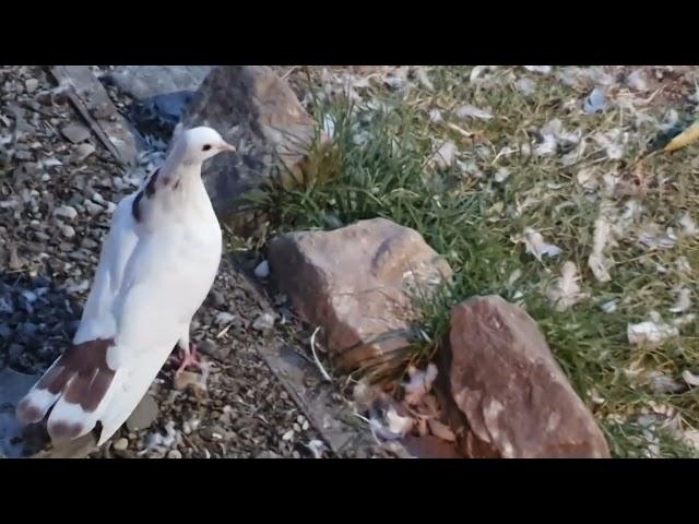 Бакинские молодые голуби радуют своим полётом. Вечерняя посадка шейки. 12.09.24г